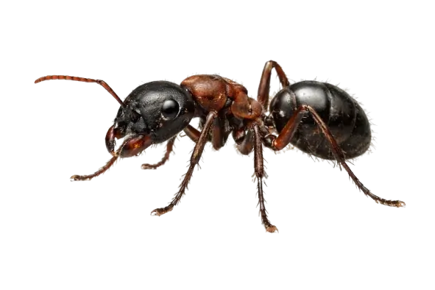 ant control fumipro solutions