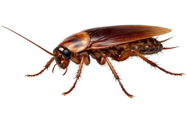 cockroach control fumipro solutions