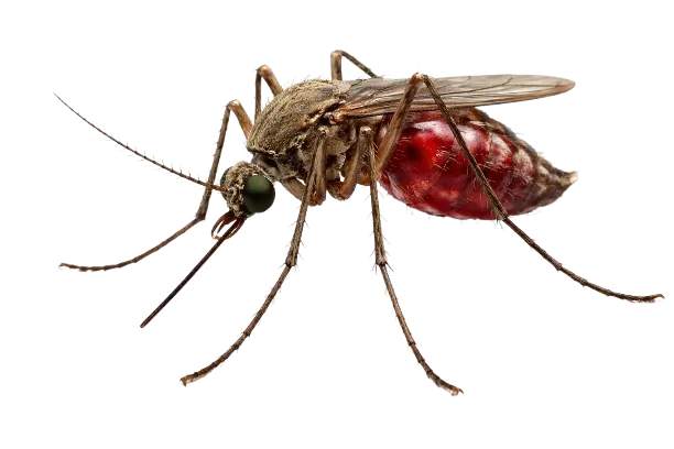 mosquito control fumipro