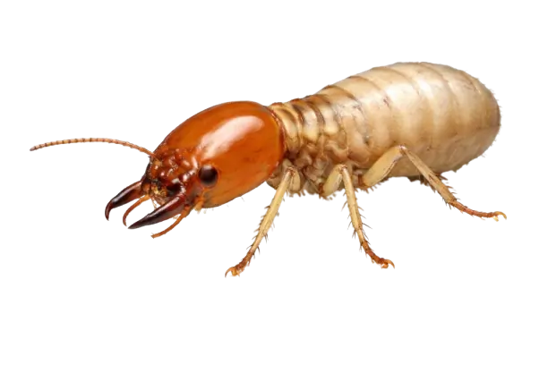 termite control fumipro solutions