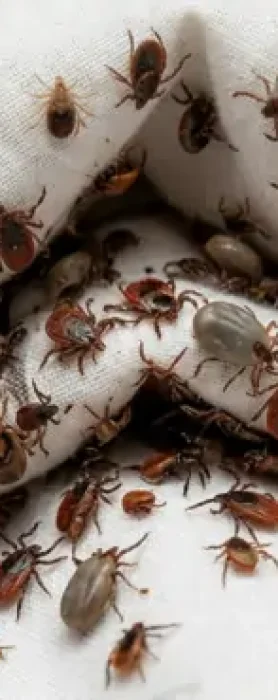 tick infestation fumipro solutions